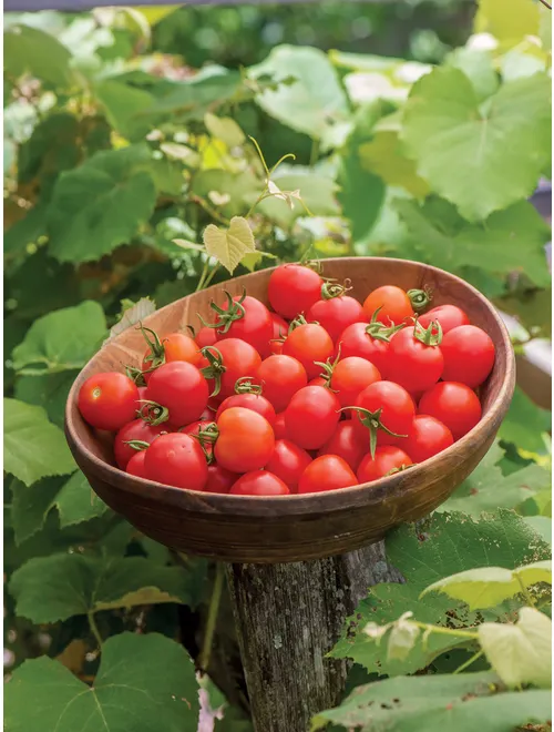 sweet 100 hybrid cherry tomatoes